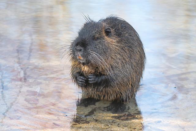 Una nutria en el agua.